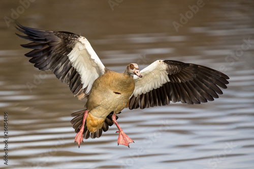 Single Egyptian Goose landing with a splash on a pond