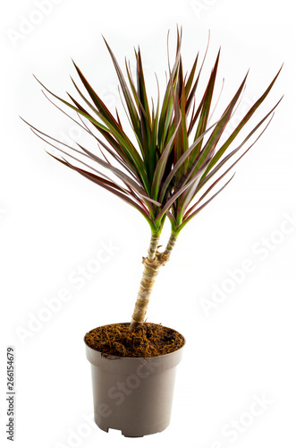 Dracaena plant in front on white background
