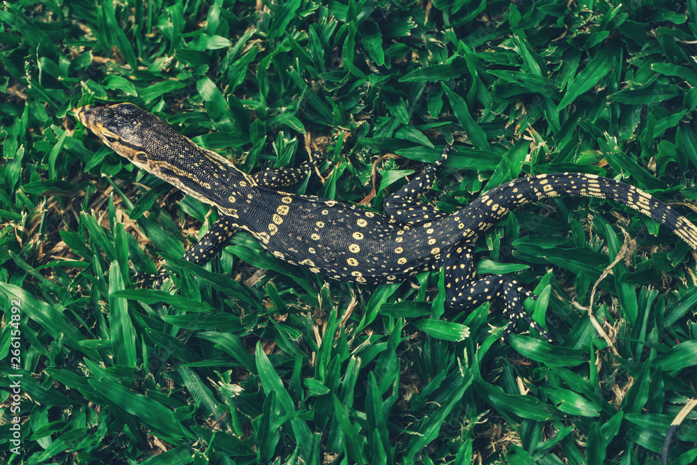 Asian Baby water monitor lizard in park Asian Baby water monitor lizard in park