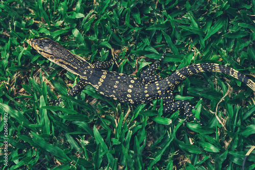 Asian Baby water monitor lizard in park