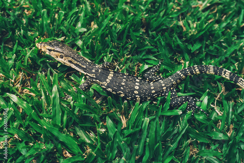 Asian Baby water monitor lizard in park