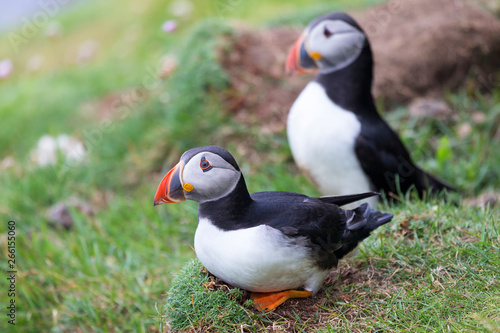 Two Puffins on Shetland Island resting on green grass of sea cliff © Alta Oosthuizen