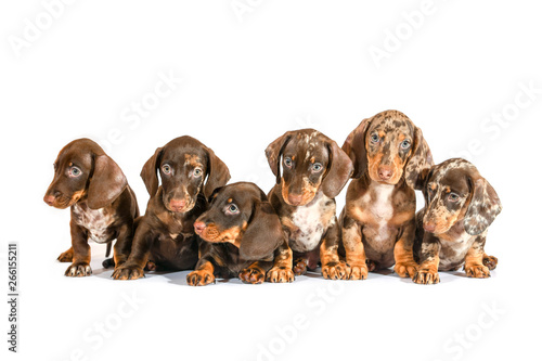 short-haired Dachshund puppies on white background