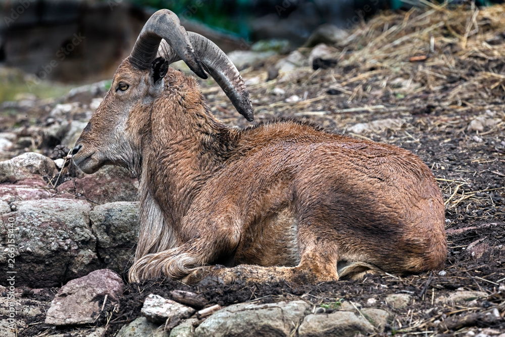Barbary or Aoudad sheep male on the rock. Latin name - Ammotragus lervia Barbary or Aoudad sheep male on the rock. Latin name - Ammotragus lervia