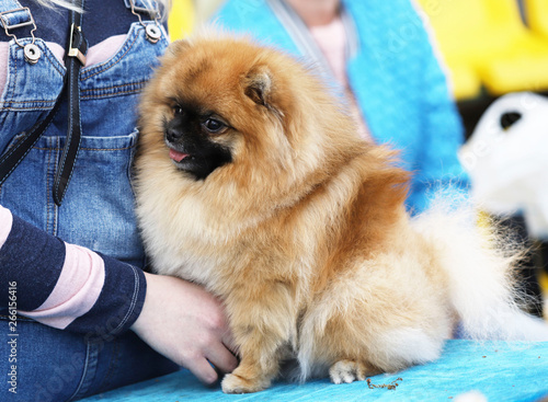 A cute spitz puppy at a dog show with a girl. A cropped shot, horizontal, outdoors, side view. Pets concept.