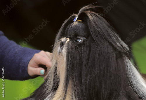Cute puppy shih tzu at a dog show. Street photo. Cropped shot, horizontal, outdoors, side view. Pets concept.