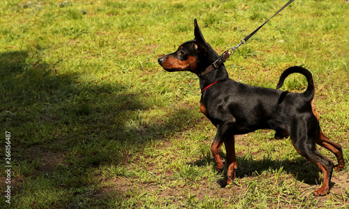 Energetic dwarf pinscher in the meadow. Street photo. Cropped shot, horizontal, outdoors, side view, place for text. Pets concept.