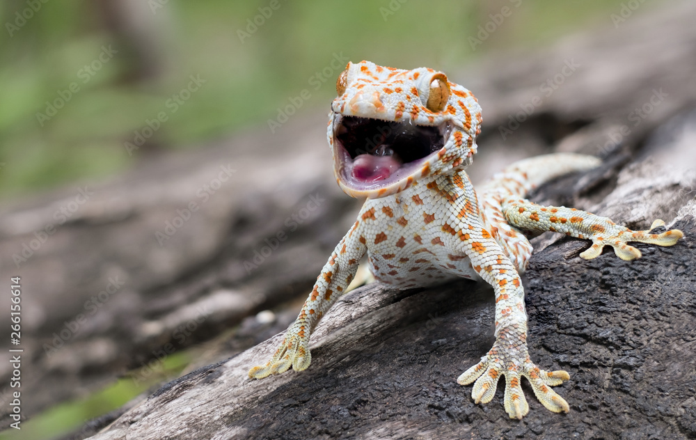 Ταπετσαρία Tokay gecko clings into a tree on green blurred background