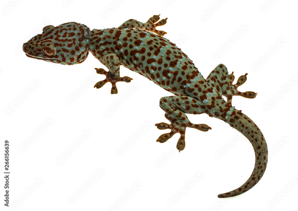 Fototapeta premium Gekon tokajowy czepia się na białym tle