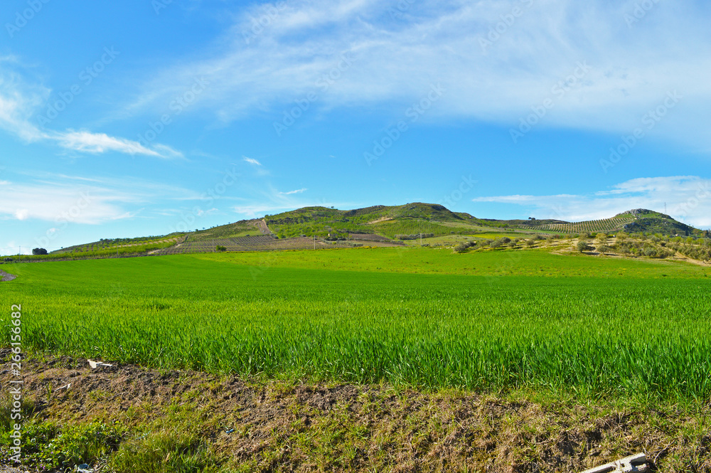 Beautiful Green Hay Field, Sicilian Landscape, Mazzarino, Caltanissetta, Italy, Europe