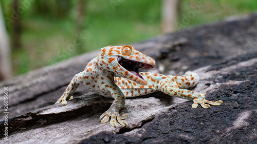 Tableau sur toile Tokay gecko clings into a tree on green blurred background
