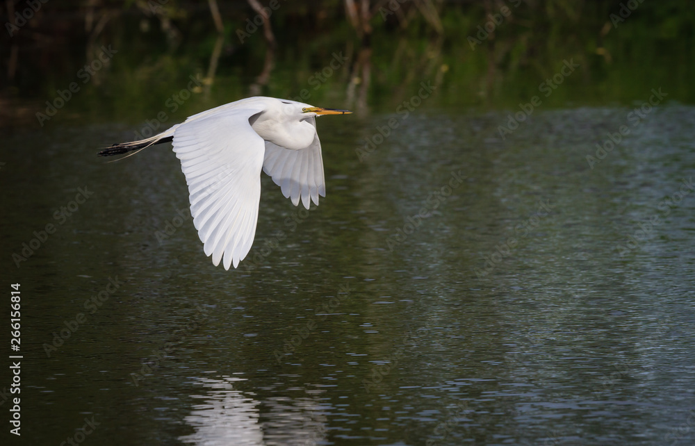 Beautiful white egret carries nesting material to rookery Beautiful white egret carries nesting material to rookery