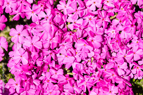 Fototapeta Naklejka Na Ścianę i Meble -  phlox subulata pink flower.