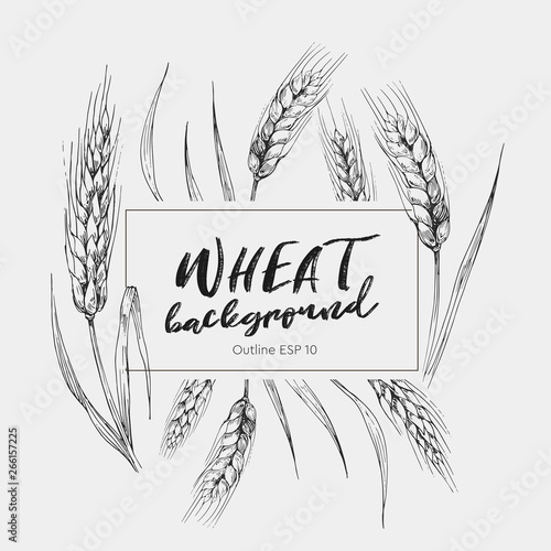 Card teplate. Background with wheat ears. Hand drawn illustration converted to vector