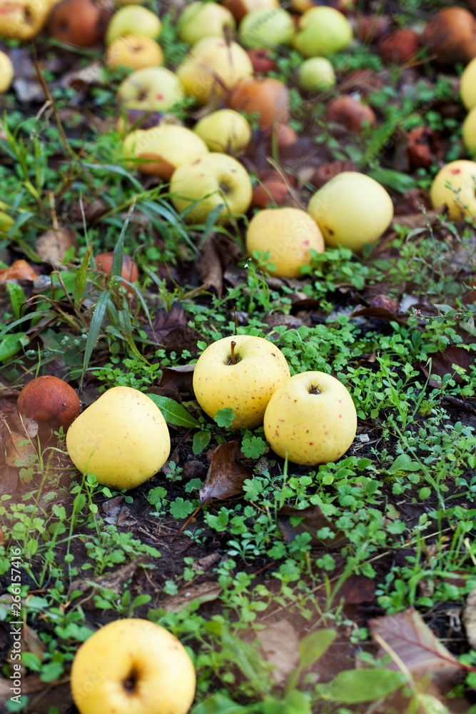 Apples Apples