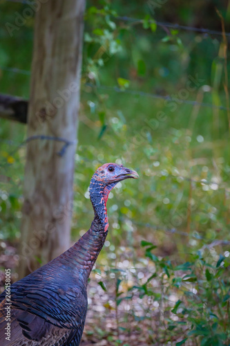 Female turkey walking through forest .tif