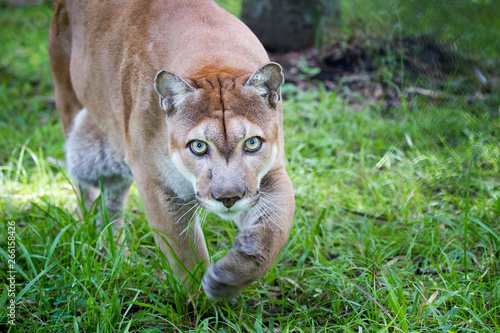 Florida panther walks through high grass with green eyes photo