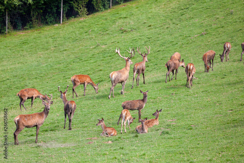 forest animal, Styria, Austria