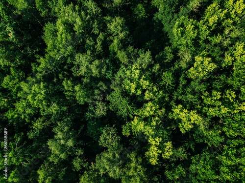 Aerial top view of green trees in the forest © nblxer