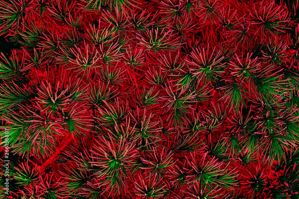 Defocused branches of a Christmas tree or fir, fluffy branches, layout, texture. The concept of the new year, Christmas. Background for Christmas or New Year cards. Top view, toned. Defocused branches of a Christmas tree or fir, fluffy branches, layout, texture. The concept of the new year, Christmas. Background for Christmas or New Year cards. Top view, toned.