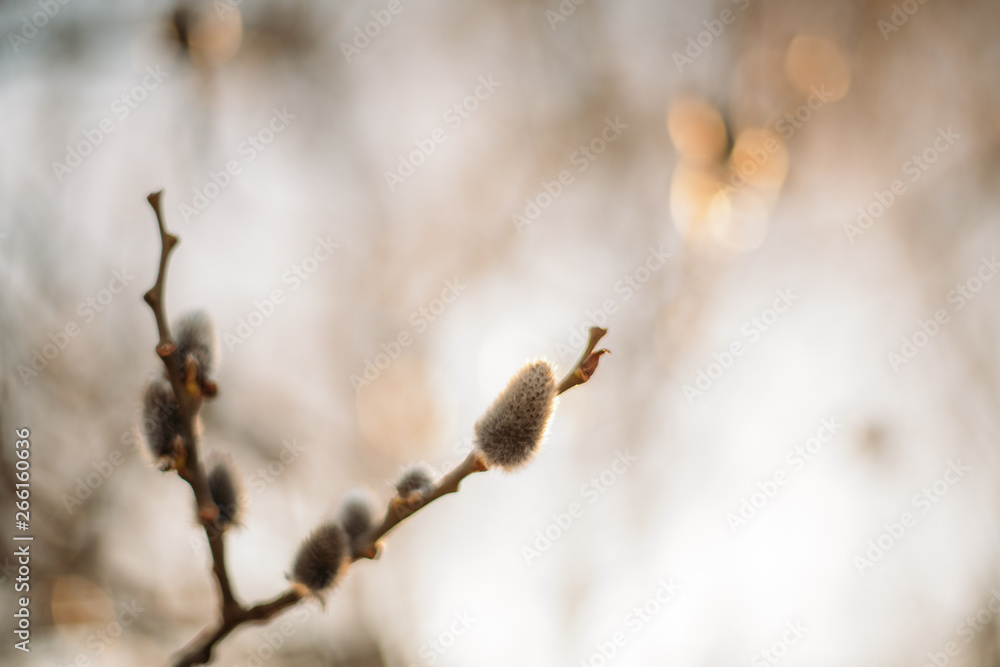 A willow twig with buds in the sun. Close-up A willow twig with buds in the sun. Close-up