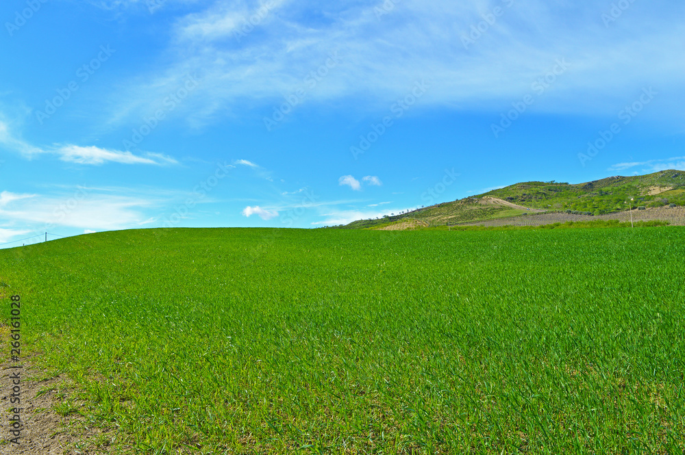 Beautiful Green Hay Field, Sicilian Landscape, Mazzarino, Caltanissetta, Italy, Europe Beautiful Green Hay Field, Sicilian Landscape, Mazzarino, Caltanissetta, Italy, Europe