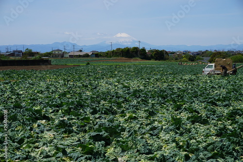 三浦半島のキャベツ畑と富士山