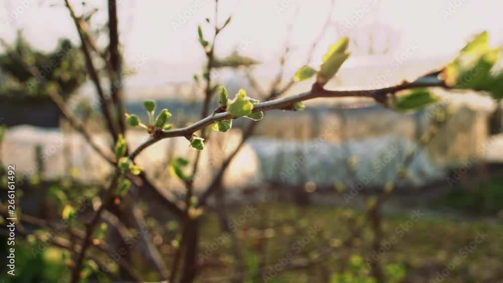 Green buds on thin branch, shallow depth of field, slider move Green buds on thin branch, shallow depth of field, slider move