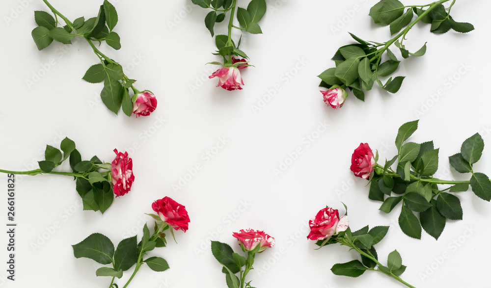 rose flowers on white background . Flat position, top view, copy space rose flowers on white background . Flat position, top view, copy space