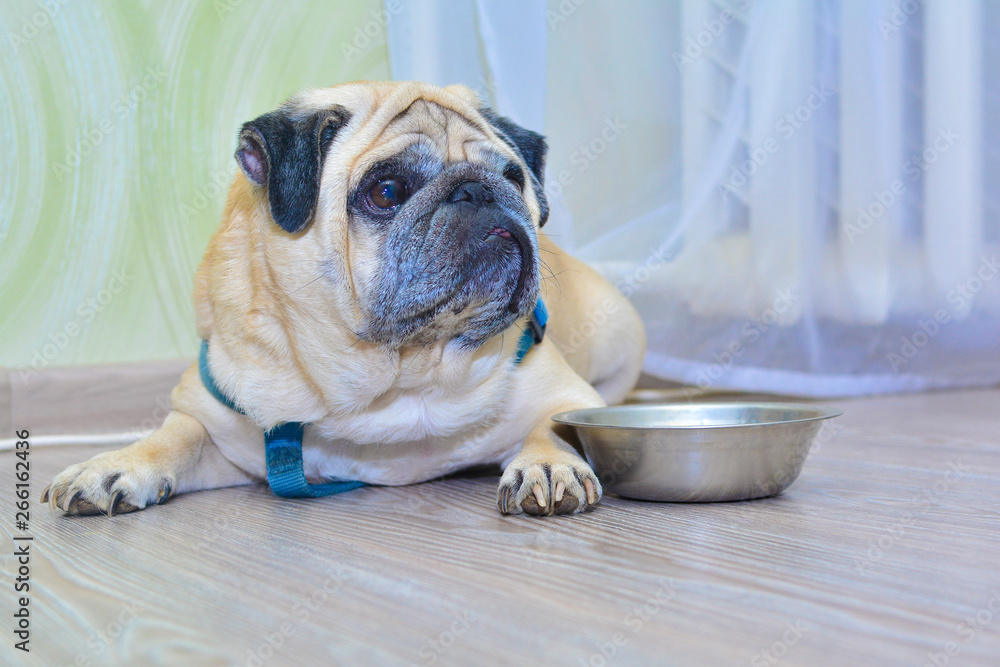 sad, hungry pug dog lies on the floor next to his plate. Concept: a hungry dog, a feeling of hunger, pet care.
