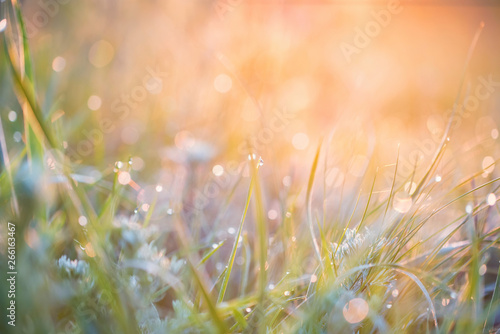 Obraz na płótnie Beautiful background with morning dew on grass close