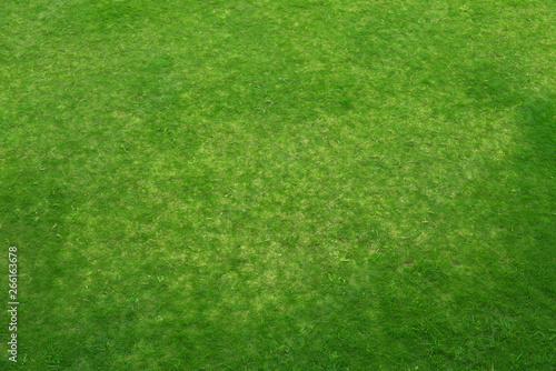 Top view of Natural green grass meadow, green grass texture land