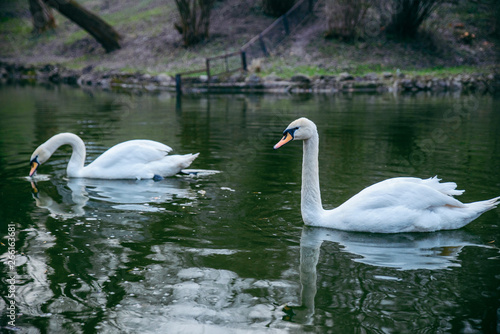 couple swans at lake close up