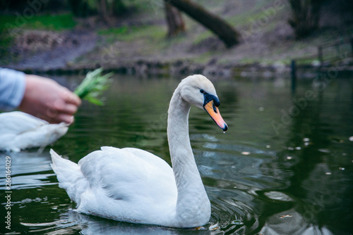 feeding swans on lake