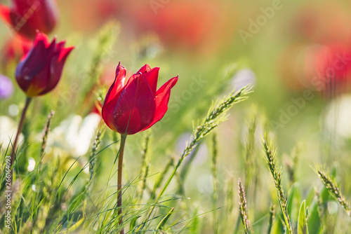 Close up red Schrenck's tulip or Tulipa Tulipa schrenkii in the steppe