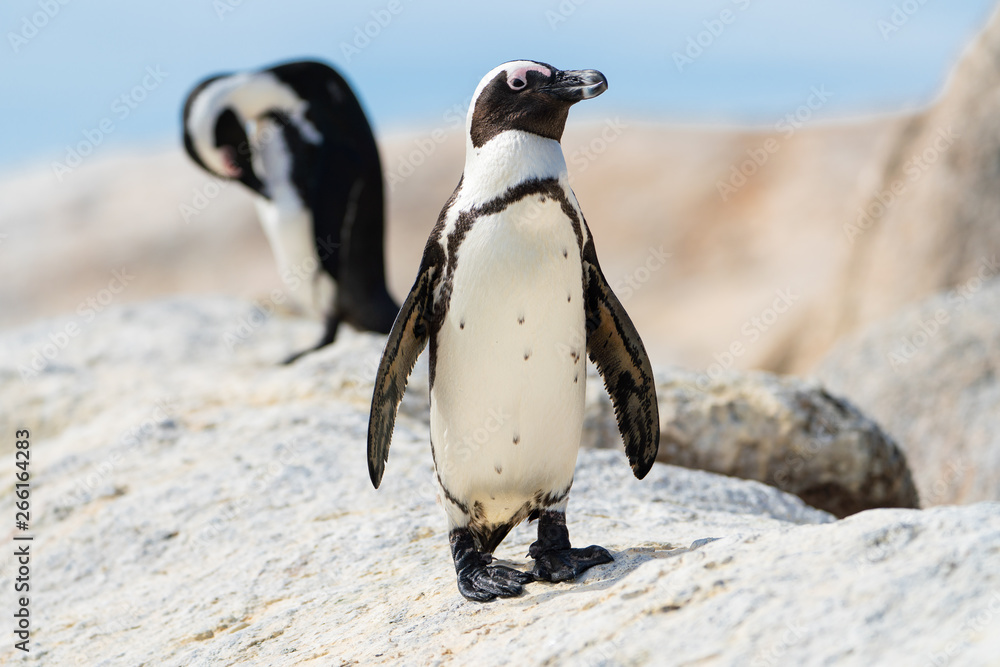 Obraz premium Pinguine bei Boulders Beach