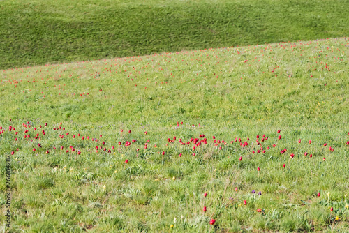 Schrenck's tulips or Tulipa Tulipa schrenkii and irises in the steppe field photo