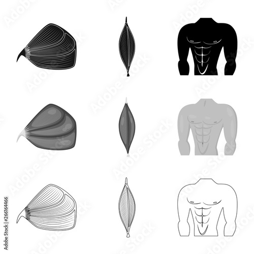 Isolated object of fiber and muscular icon. Set of fiber and body  stock vector illustration.