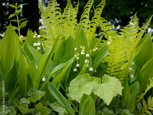 Convallaria majalis - Muguet de mai 