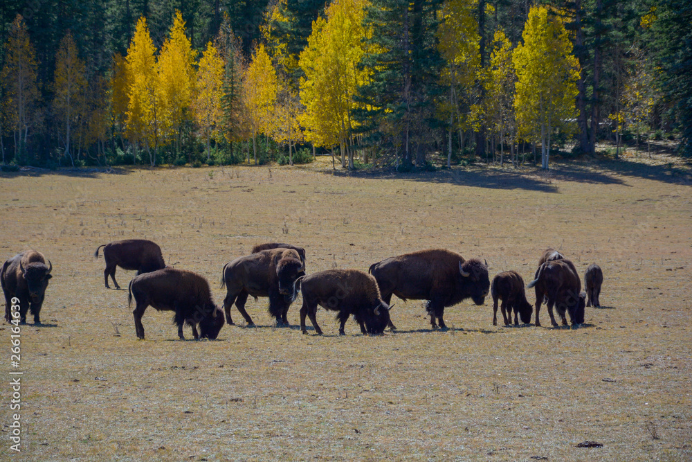 Wild Bisons crossing road Sequoia trees summer time blue sky Wild Bisons crossing road Sequoia trees summer time blue sky