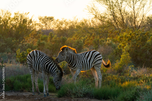 Zwei kleine Zebras spielen