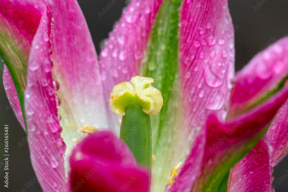 Makroaufnahme des Blütenstempel einer rosa grünen Tulpe voller Wassertropfen
