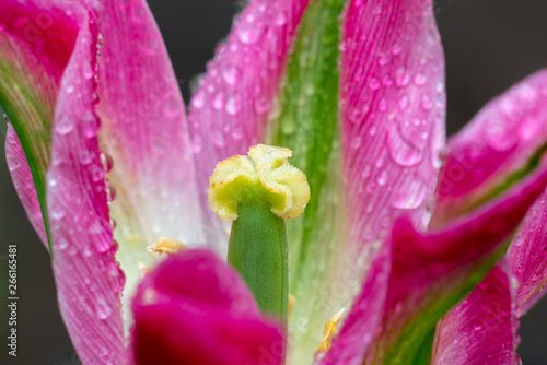 Makroaufnahme des Blütenstempel einer rosa grünen Tulpe voller Wassertropfen