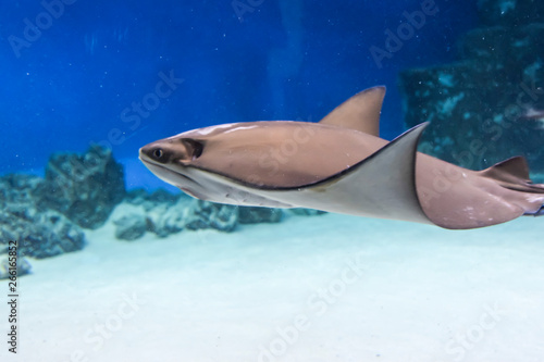 underwater photography  sea stingray swims on a blue background © yalo173
