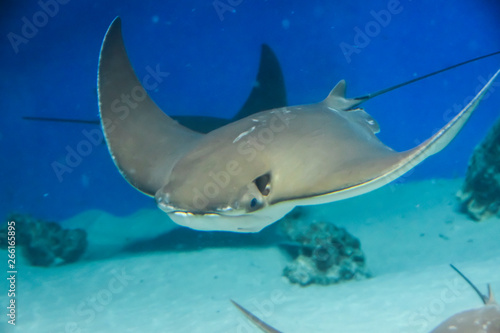 underwater photography  sea stingray swims on a blue background