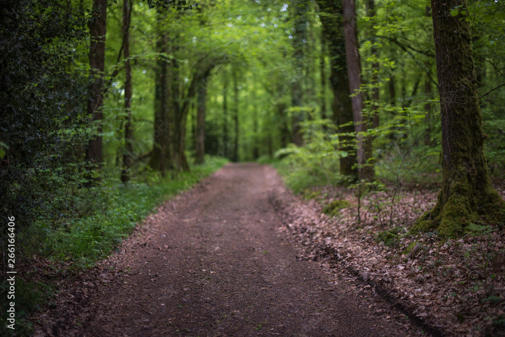 Chemin de foret nette en premier plan Chemin de foret nette en premier plan