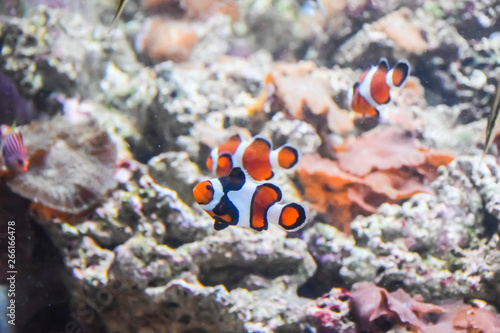 clown fish swims in an aquarium with corals and other tropical fish underwater