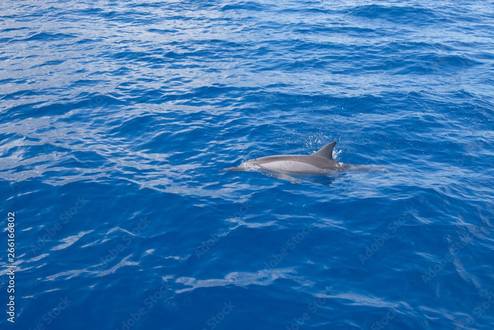 Naklejka premium free dolphin