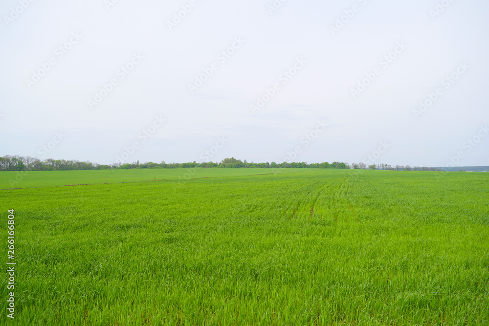 Beautiful green field and grey sky. Landscape summer.