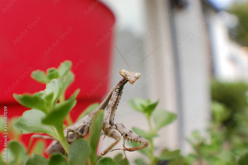 Naklejka premium Macro shot of a praying mantis in the garden.